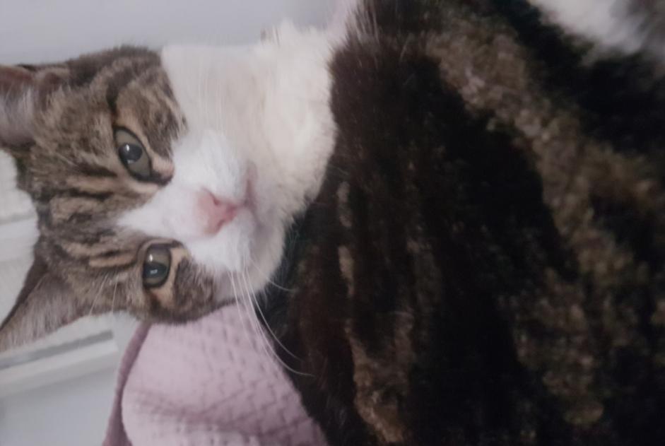 Alerta de Desaparición Gato cruce Hembra , 24 años Villefranche-sur-Mer Francia