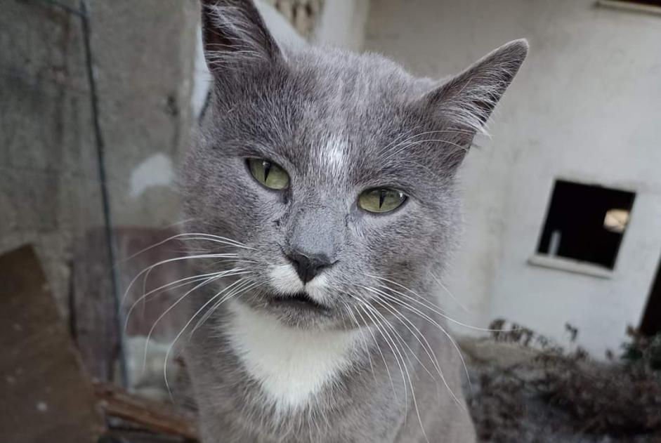 Alerta de Hallazgo Gato Desconocido Tarbes Francia