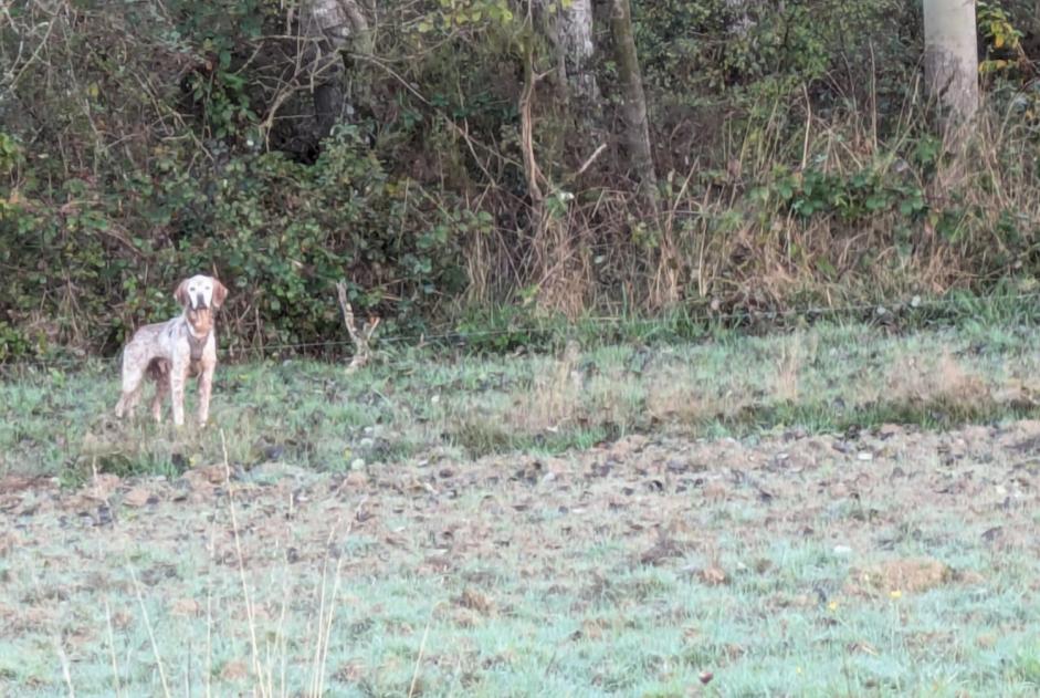 Alerta de Hallazgo Perro Desconocido Panzoult Francia