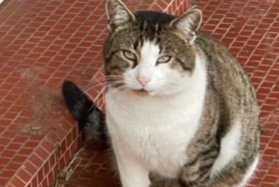 Alerta de Hallazgo Gato cruce Desconocido , 4 años Cestas Francia