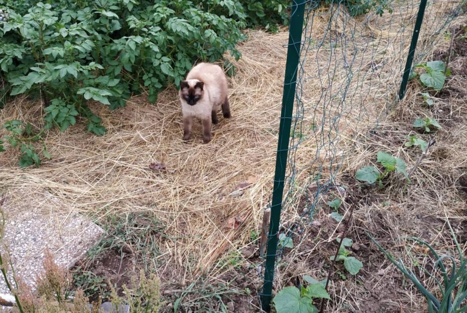 Alerta de Desaparición Gato cruce Macho , 6 años Rochesson Francia