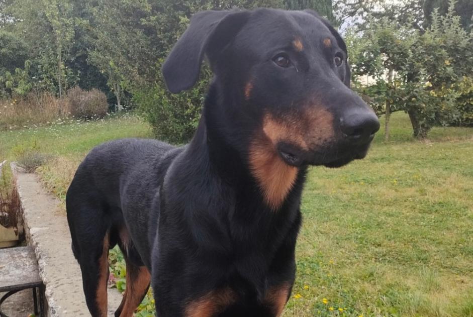 Alerta de Desaparición Perro  Macho , 3 años Melun Francia