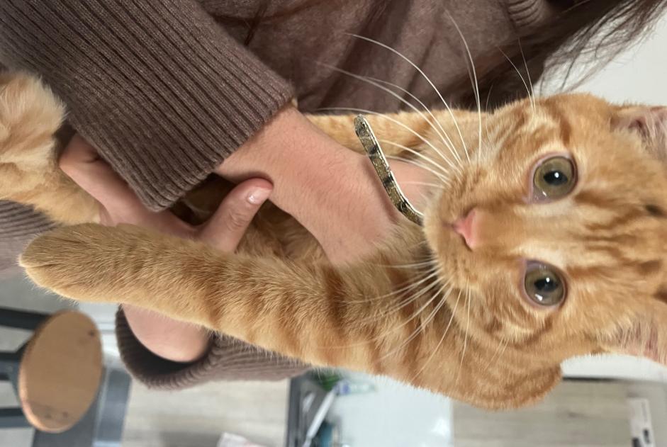 Alerta de Hallazgo Gato Macho , Entre 7 y 9 meses Toulouse Francia