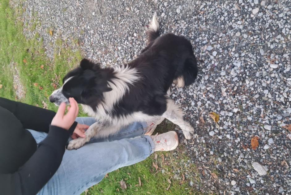 Alerta de Hallazgo Perro  Macho , 2 años Saint-Paul-de-Fenouillet Francia