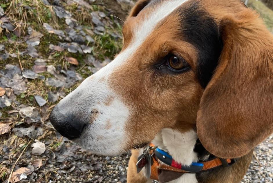 Alerta de Desaparición Perro  Macho , 9 años Chambley-Bussières Francia