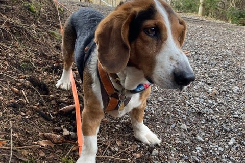 Alerta de Desaparición Perro  Macho , 9 años Chambley-Bussières Francia