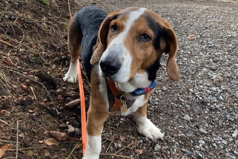 Alerta de Desaparición Perro  Macho , 9 años Chambley-Bussières Francia