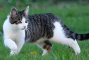 Alerta de Desaparición Gato Macho , 4 años Balaruc-les-Bains Francia