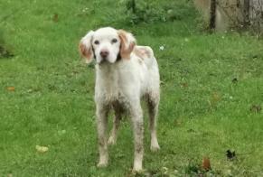 Alerta de Hallazgo Perro  Hembra Clastres Francia