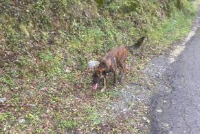 Alerta de Hallazgo Perro  Desconocido Prunelli-di-Casacconi Francia