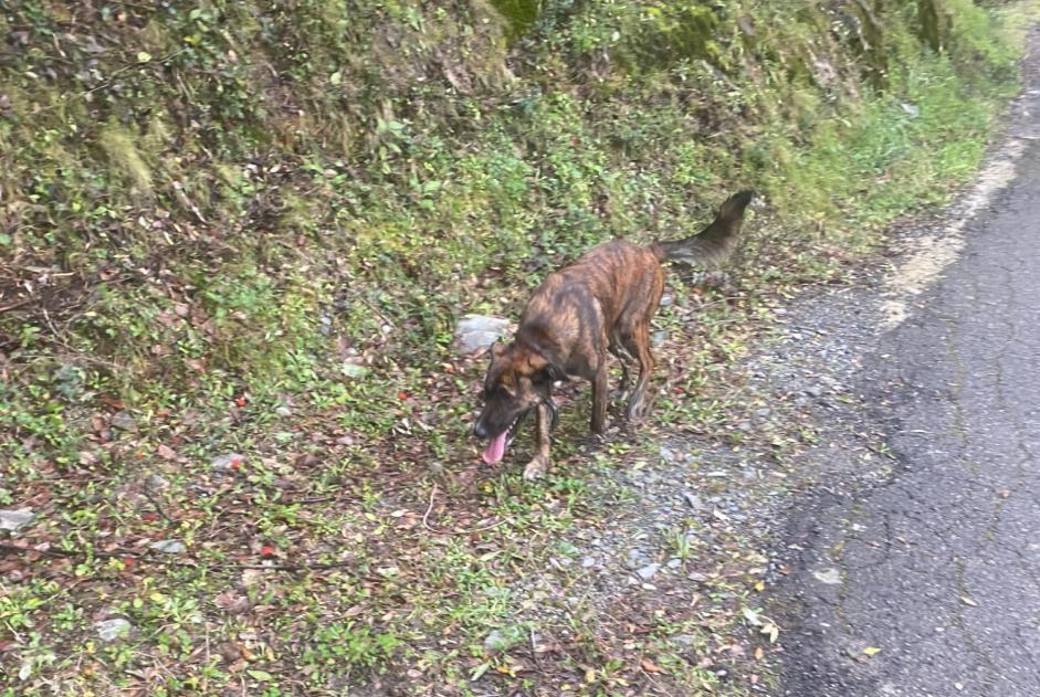 Alerta de Hallazgo Perro  Desconocido Prunelli-di-Casacconi Francia