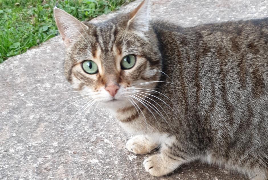 Alerta de Desaparición Gato cruce Hembra , 6 años Bédarieux Francia