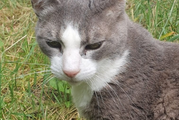 Alerta de Desaparición Gato Hembra , 15 años Gradignan Francia