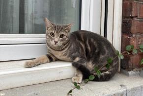 Alerta de Hallazgo Gato Desconocido Tourcoing Francia