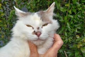 Alerta de Hallazgo Gato Desconocido Saint-Julien-de-Lampon Francia