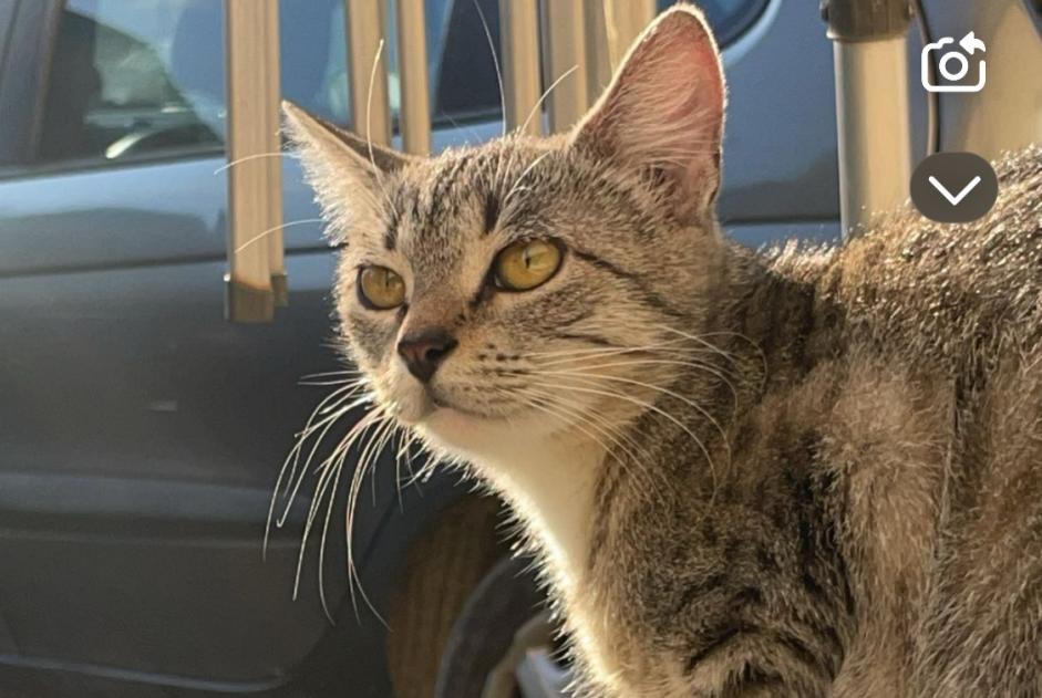 Alerta de Desaparición Gato Hembra , 1 años Troyes Francia