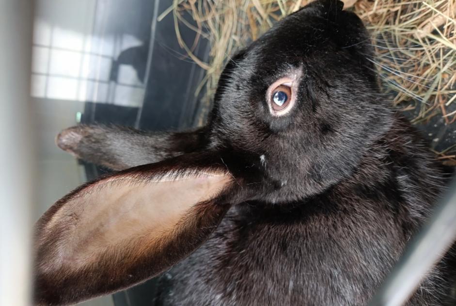 Alerta de Hallazgo Conejo Desconocido Saint-Étienne-du-Bois Francia