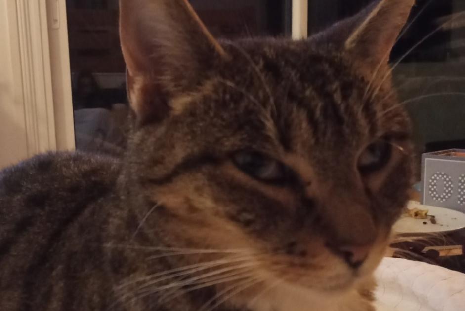 Alerta de Desaparición Gato Hembra , 5 años Anglet Francia