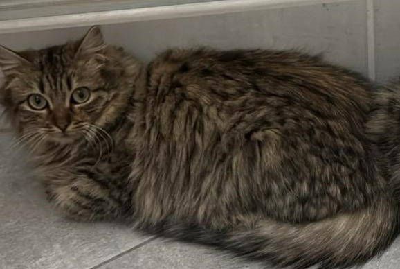 Alerta de Desaparición Gato  Hembra , 1 años Portes-lès-Valence Francia