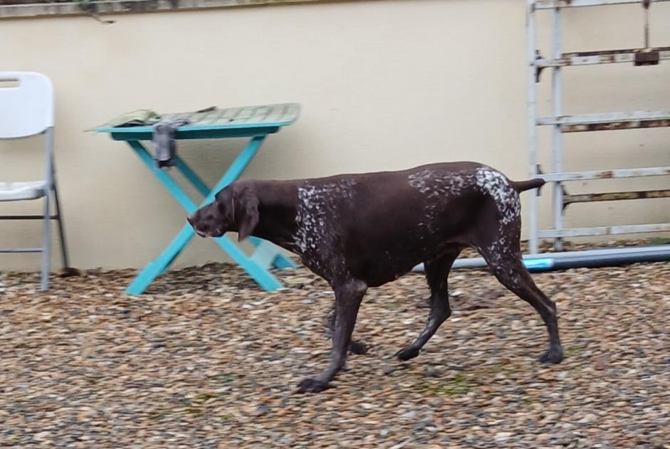 Alerta de Hallazgo Perro  Hembra Estrées-Saint-Denis Francia