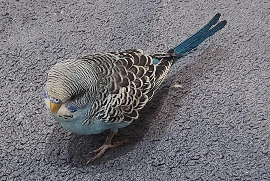 Alerta de Hallazgo Pájaro Desconocido Marseille Francia