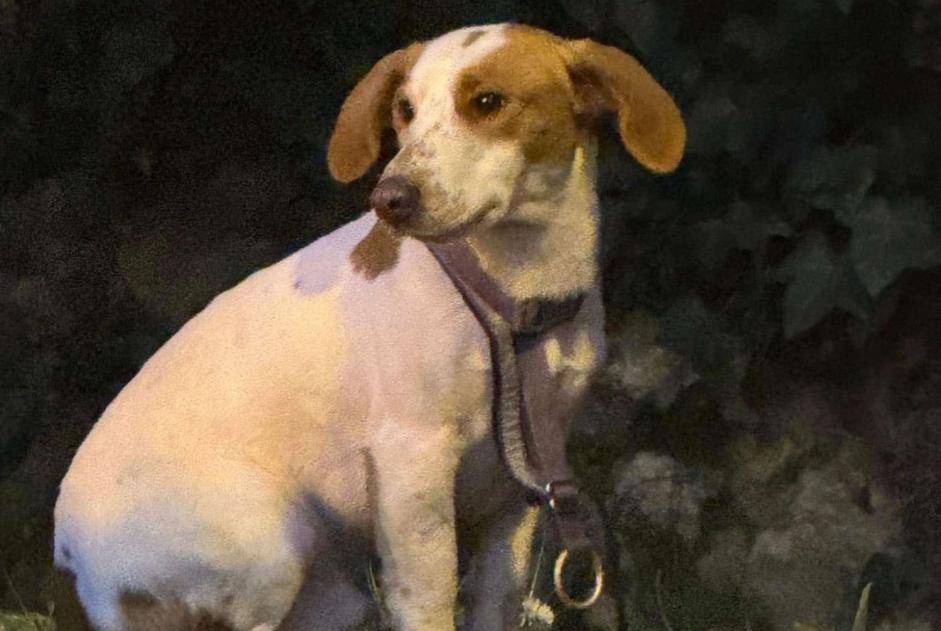 Alerta de Hallazgo Perro cruce Macho Servon Francia