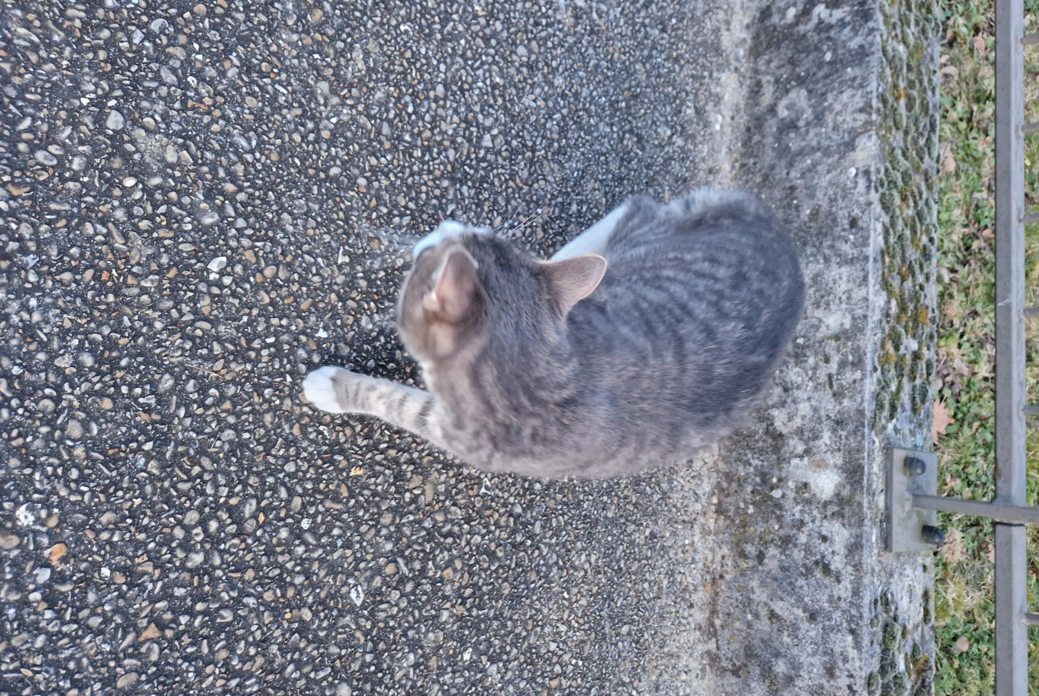 Alerta de Hallazgo Gato Macho , 2025 años Créteil Francia