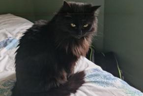 Alerta de Desaparición Gato  Hembra , 11 años Saint-Pierre-d'Oléron Francia