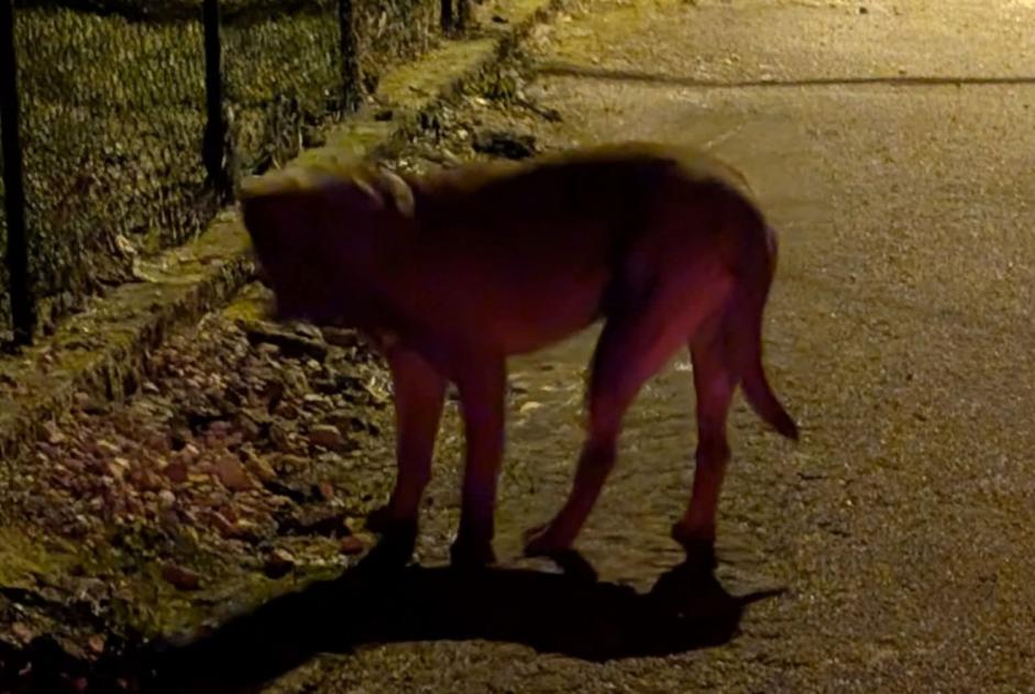 Alerta de Hallazgo Perro  Desconocido , 3 años Breurey-lès-Faverney Francia