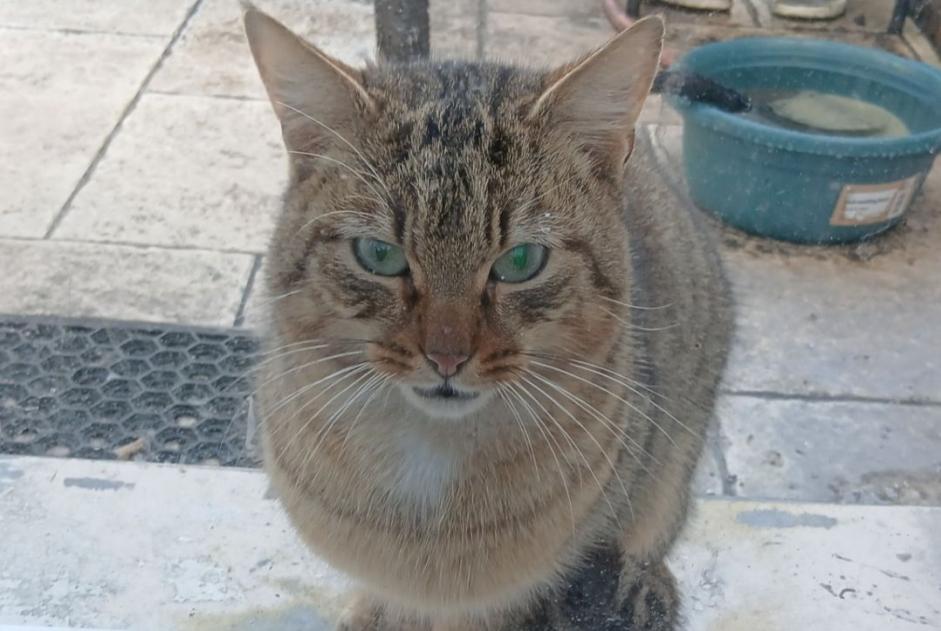 Alerta de Hallazgo Gato Macho Émerainville Francia