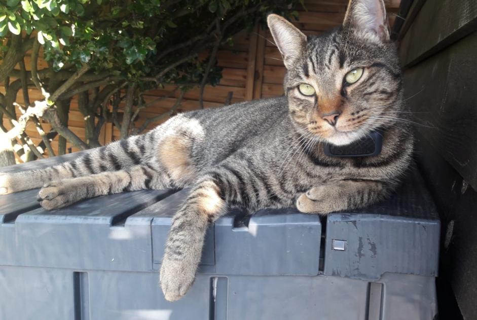 Alerta de Desaparición Gato cruce Macho , 3 años Lanton Francia