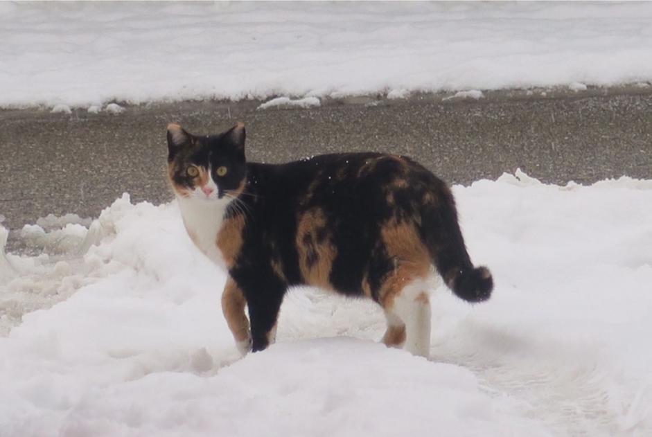 Alerta de Desaparición Gato Hembra , 9 años Courchavon Suiza