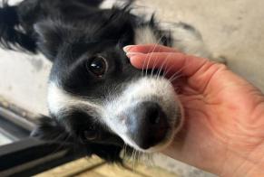 Alerta de Hallazgo Perro cruce Macho Urrugne Francia