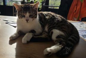 Alerta de Desaparición Gato  Macho , 1 años Surpierre Suiza