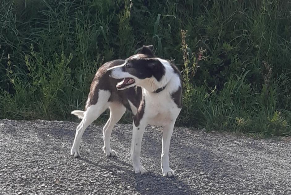 Alerta de Hallazgo Perro cruce Hembra Saint-André-de-Roquelongue Francia
