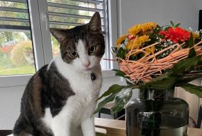 Alerta de Desaparición Gato Macho , 6 años Monthey Suiza