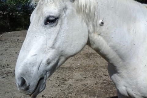 Alerta de Desaparición Caballo Hembra , 2025 años Sainte-Jalle Francia