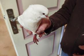 Alerta de Hallazgo Pájaro Desconocido Notre-Dame-d'Oé Francia