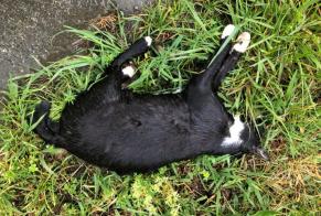 Alerta de Hallazgo Gato  Desconocido , 2 años Itxassou Francia
