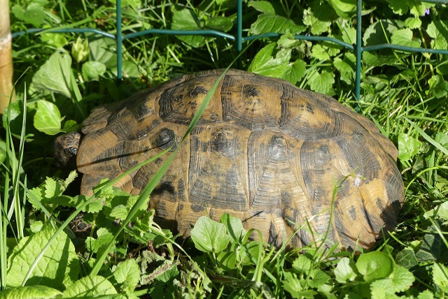 Alerta de Hallazgo Otros Tortue terrestre Macho Sannois Francia