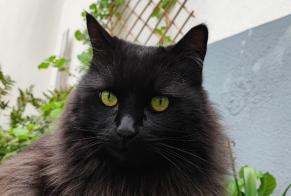 Alerta de Desaparición Gato cruce Macho , 12 años Schiltigheim Francia