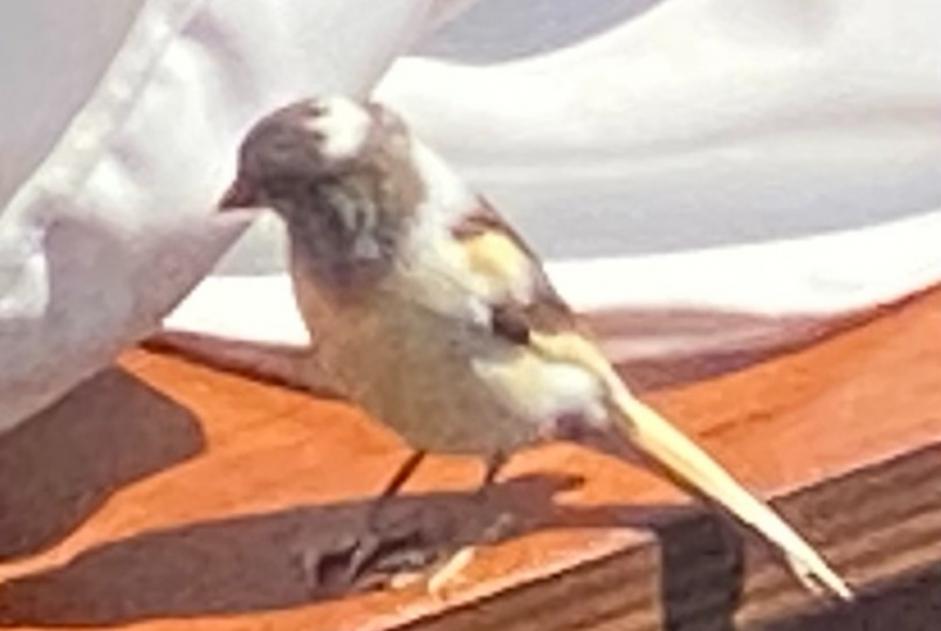 Alerta de Hallazgo Pájaro Desconocido Neuchâtel Suiza