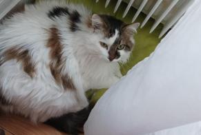 Alerta de Desaparición Gato cruce Hembra , 14 años Busy Francia