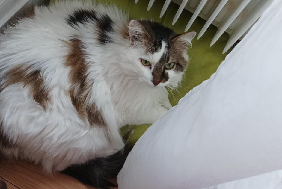Alerta de Desaparición Gato cruce Hembra , 14 años Busy Francia