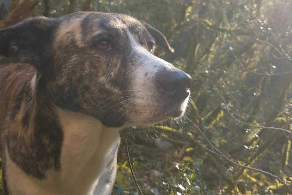 Alerta de Desaparición Perro cruce Hembra , 3 años Caylus Francia