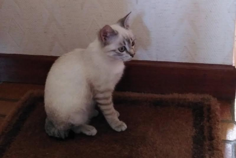 Alerta de Desaparición Gato cruce Hembra , 1 años Fontet Francia