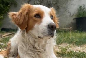 Alerta de Desaparición Perro cruce Hembra , 6 años Aubagne Francia