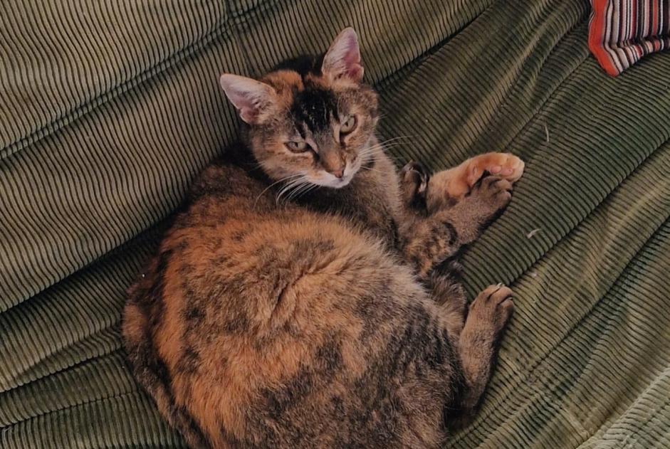 Alerta de Desaparición Gato cruce Hembra , 11 años Lovatens Suiza