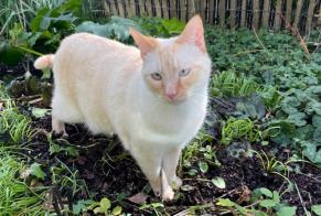 Alerta de Desaparición Gato cruce Macho , 3 años Thaon Francia