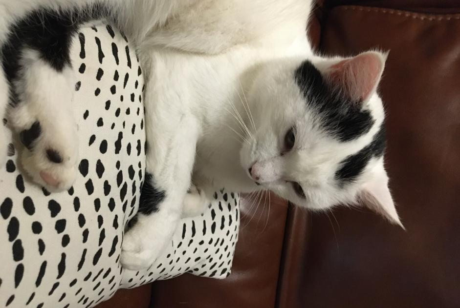 Alerta de Desaparición Gato Hembra , 6 años Saint-Brice-sur-Vienne Francia